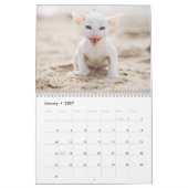 Kornischer Rex Kätzchenkalender Kalender (Jan 2027)
