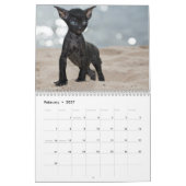 Kornischer Rex Kätzchenkalender Kalender (Feb 2027)