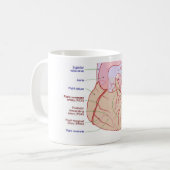 Koronare Arterien Umlaufdiagramm des menschlichen  Kaffeetasse (Vorderseite Links)