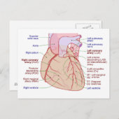 Koronare Arterien Umlaufdiagramm des menschlichen Postkarte (Vorne/Hinten)