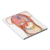 Körpermodell des Menschen mit weißlich abgeschiede Notizblock (angewinkelt)