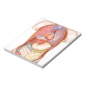 Körpermodell des Menschen mit weißlich abgeschiede Notizblock (Rotiert)