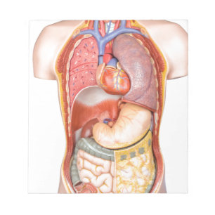 Körpermodell des Menschen mit weißlich abgeschiede Notizblock