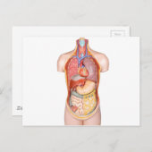 Körpermodell des Menschen mit weißlich abgeschiede Postkarte (Vorne/Hinten)