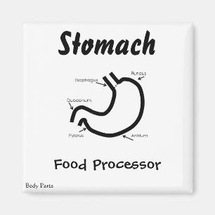 Körperteile -- Menschlicher Magen Magnet