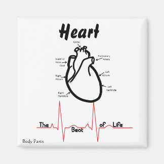 Körperteile — menschliches Herz Magnet