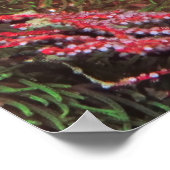 Korpionfische im Gras Poster (Ecke)