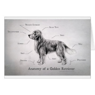 Korrekte Anatomie eines golden retriever [lustig]