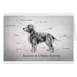 Korrekte Anatomie eines golden retriever [lustig]