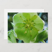 Korsische Hellebore-Blume Postkarte (Vorne/Hinten)