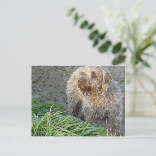 Korthals Griffon - schönes Portrait von Tsjip Postkarte (Stehend Vorderseite)