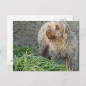 Korthals Griffon - schönes Portrait von Tsjip Postkarte (Vorne/Hinten)