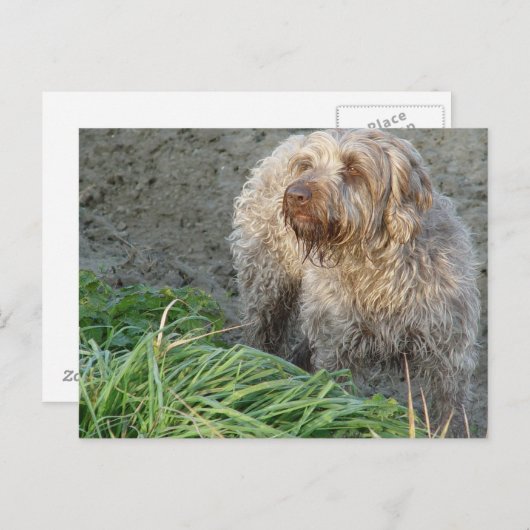 Korthals Griffon - schönes Portrait von Tsjip Postkarte (Vorne/Hinten)