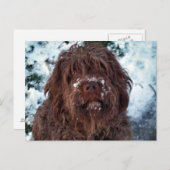 Korthals Griffon - Snowy Sarah Postkarte (Vorne/Hinten)