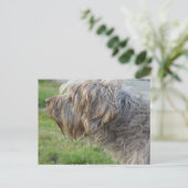 Korthals Griffon - Tsjip riecht Geflügel Postkarte (Stehend Vorderseite)