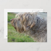 Korthals Griffon - Tsjip riecht Geflügel Postkarte (Vorne/Hinten)