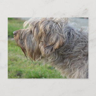 Korthals Griffon - Tsjip riecht Geflügel Postkarte