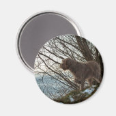 Korthals Griffon - Tsjip-Zeiger Magnet (Vorderseite/Rückseite)
