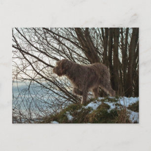 - Korthals Griffon-Tsjip-Zeigeting Postkarte