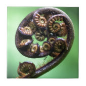 Koru unfurling fern frond fliese (Vorderseite)