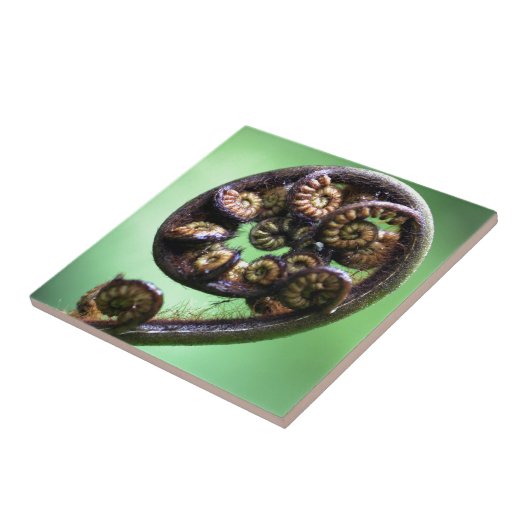 Koru unfurling fern frond fliese (Seite)