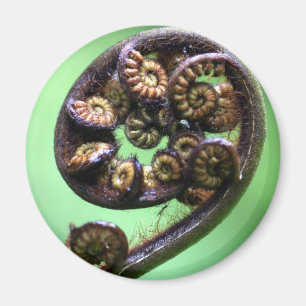 Koru unfurling fern frond magnet