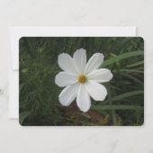 Kosmea Feiertagskarte (Vorderseite)