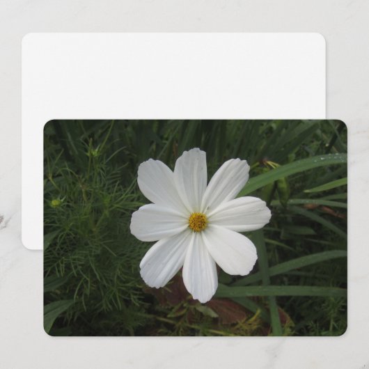 Kosmea Feiertagskarte (Vorne/Hinten)