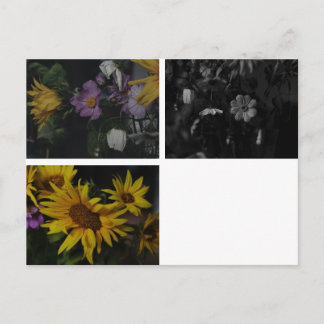 Kosmee Sonnenblume Postkarte