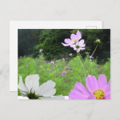 Kosmetik, Wild Blume Feld DIY Postkarte (Vorne/Hinten)