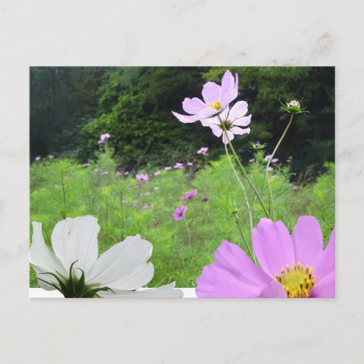Kosmetik, Wild Blume Feld DIY Postkarte (Vorderseite)