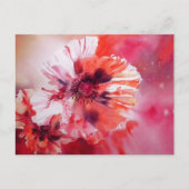 Kosmische Poppies Postkarte (Vorderseite)