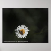 Kosmopolitische Biene Poster (Vorne)