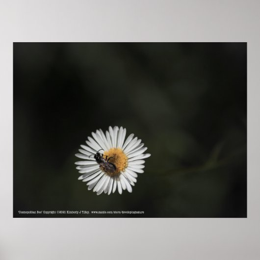 Kosmopolitische Biene Poster (Vorne)