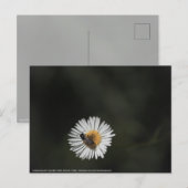 Kosmopolitische Biene Postkarte (Vorne/Hinten)