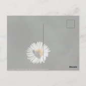 Kosmopolitische Biene Postkarte (Rückseite)