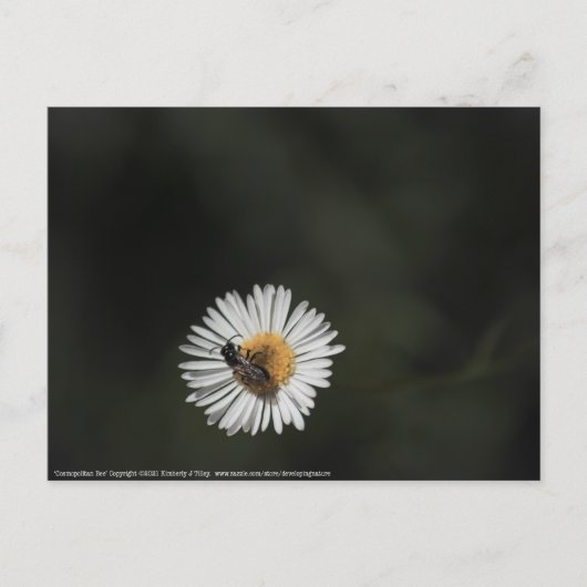 Kosmopolitische Biene Postkarte (Vorderseite)