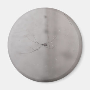 kosmopolitische Kellerspinne Magnet