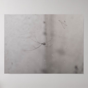 kosmopolitische Kellerspinne Poster