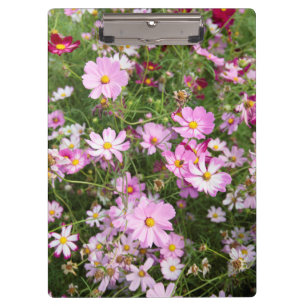 Kosmos-Blume (Bidens Formosa). Kirkwood Klemmbrett