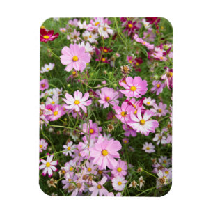 Kosmos-Blume (Bidens Formosa). Kirkwood Magnet