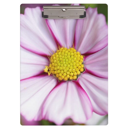 Kosmos-Blume (Bidens formosa) Klemmbrett (Vorderseite)