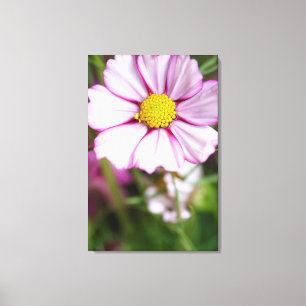 Kosmos-Blume (Bidens formosa) Leinwanddruck