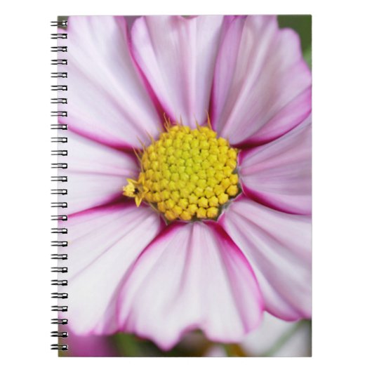 Kosmos-Blume (Bidens formosa) Notizblock (Vorderseite)