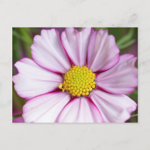 Kosmos-Blume (Bidens formosa) Postkarte