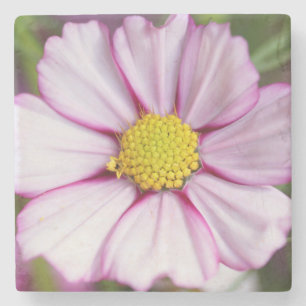 Kosmos-Blume (Bidens formosa) Steinuntersetzer