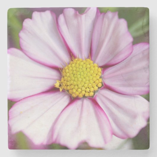 Kosmos-Blume (Bidens formosa) Steinuntersetzer (Vorderseite)