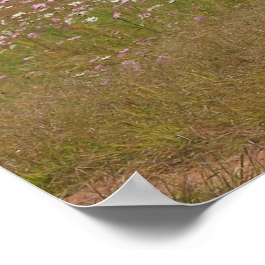 Kosmos-Blume entlang des Zauns Poster (Ecke)