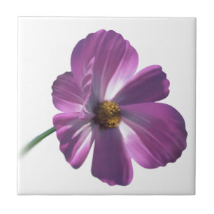 Kosmos-Blume Fliese