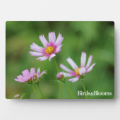 Kosmos-Blume Fotoplatte (Vorderseite)